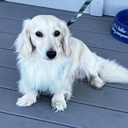 Scout - Dachshund