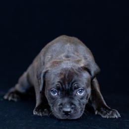 Girl 3 - female Staffordshire Bull Terrier puppy in Tomales, California from Moonspinner Staffords