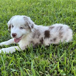Pluto - Red merle male Miniature Australian Shepherd puppy in Port Saint Lucie, Florida from Charlene Brannon's Mini Australian Shepherds