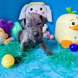 Rhiannon - Blue female Great Dane puppy in Climax, Michigan from Beaver Creek Danes