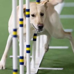 Labrador Retrievers from Traci Johnson's Labrador Retrievers