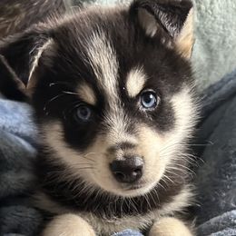 Boy 5 - Pomsky puppy in Florida from Alyssa's Pomskies