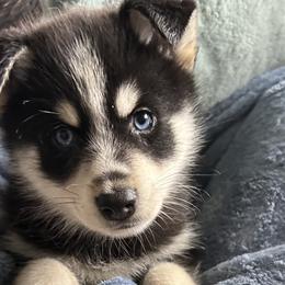 Boy 5 - Pomsky puppy in Florida from Alyssa's Pomskies
