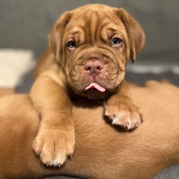 Dogue de Bordeaux Puppies from Rogue Bordeaux