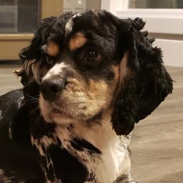 Raya - Cocker Spaniel