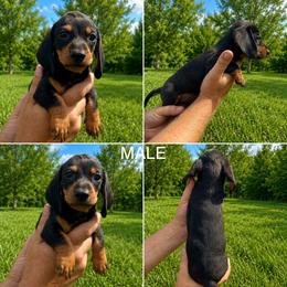 Black and Tan Boy - Black and tan male Dachshund puppy in Oklahoma from Wild Weenies - Dachshund Ranch