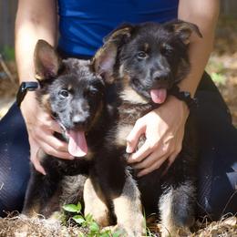 German Shepherds from RoyalWork K9