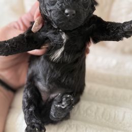 Monica  ( tiny toy) - Black female Poodle puppy in Fredericktown, Missouri from Doodle Pups Fur-Ever