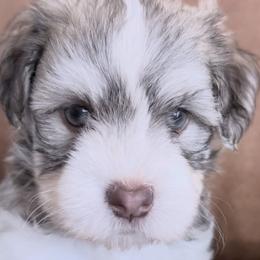 Havanese from HavanesePuro