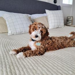 Goldendoodle Puppies from KZ Doodles