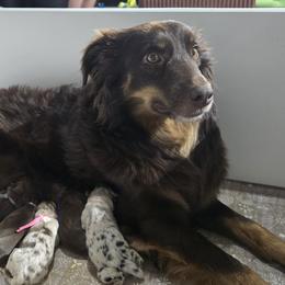 Australian Shepherds from Chaparro Farm