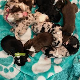 Australian Shepherd Puppies from Australian Shepherd Homestead