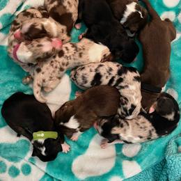 Australian Shepherd Puppies from Australian Shepherd Homestead