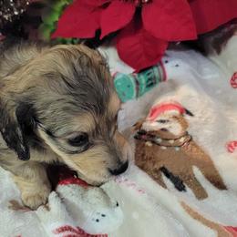 Dachshund Puppies from CLARK'S BREEDING PROGRAM
