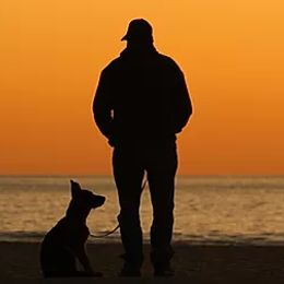 German Shepherds and Rottweilers from Dreamweaver Kennels