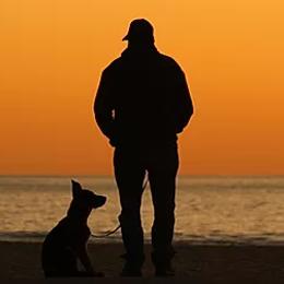 German Shepherds and Rottweilers from Dreamweaver Kennels