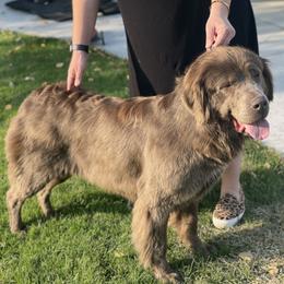 Koda - Newfoundland