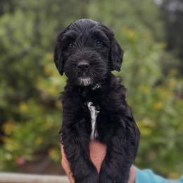Sheepadoodle Puppies from Dots Sheepadoodles