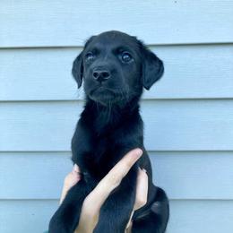Roux - Black female Labrador Retriever puppy in Newaygo, Michigan from Royal Oak Gundogs