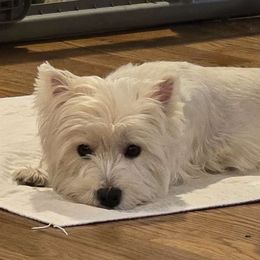 Reese - West Highland White Terrier