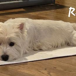 Reese - West Highland White Terrier