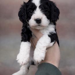 Clay (Red collar) - Black and white male Cavapoo puppy in Sacramento, California from Lipscomb Doodles