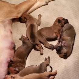 Rhodesian Ridgeback Puppies from Lower Ridge Farm