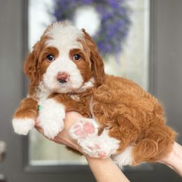 Bernedoodle and Cavapoo Puppies from Wonderful World Doodles
