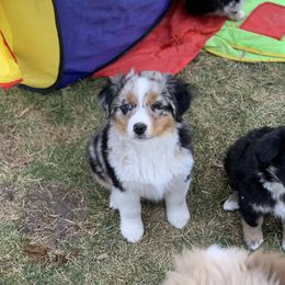 Australian Shepherd Puppies from RMW Ranch Australian Shepherds