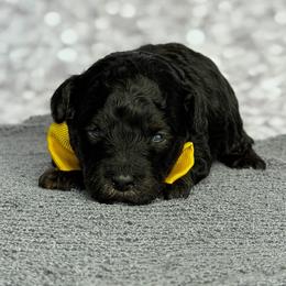Ralphie - Phantom male Poodle puppy in Monroe, North Carolina from Toy Poodle Shenanigans