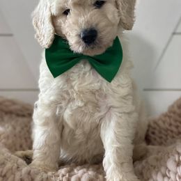 Goldendoodle Puppies from McClelland Doodles