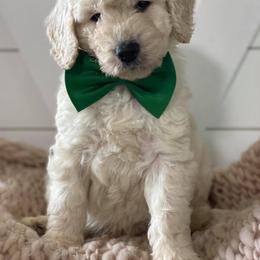Goldendoodle Puppies from McClelland Doodles