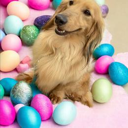 Cracker - Dachshund