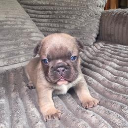 Tink - Blue fawn male French Bulldog puppy in Lancaster, Ohio from FarmHouse Frenchies