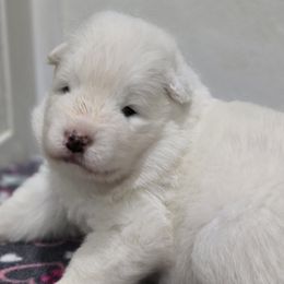 Samoyed Puppies from Snowshoe Samoyeds