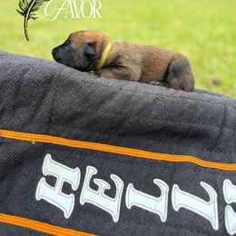 Favor- lime green - Fawn sable female Belgian Malinois puppy in North Carolina from Furia Ignis Belgian Malinois