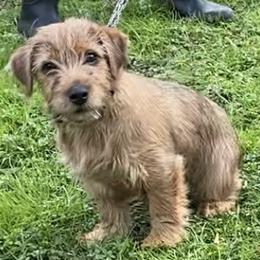 Orange Collar Male - Red male Norfolk Terrier puppy in Bristol, Tennessee from Holston Hollow Farm