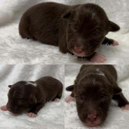 Red tri female - Red tri female Toy Australian Shepherd puppy in Brooker, Florida from Honey, I Shrunk the Aussies