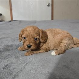 3 - Red female Cavapoo puppy in Copan, Oklahoma from Tatums cavapoos