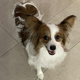 Papillon puppies from Sunshine Papillons