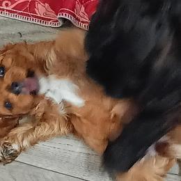 Coconut - Red female Cavapoo puppy in Salisbury, North Carolina from Carolina Canines