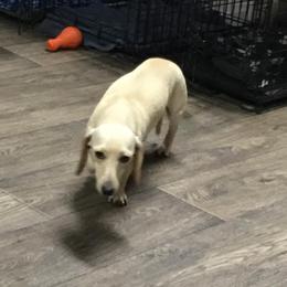 Kally - Dachshund