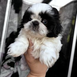 Frank Sinatra - Black and white male Shih Tzu puppy in Apple Valley, California from Southern California Shih Tzu Palace
