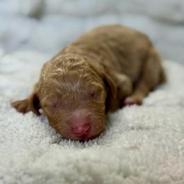 Kipp - Apricot male Goldendoodle puppy in Willacoochee, Georgia from Kitandkboodle's Doodles