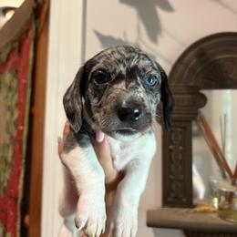 Boy 2 - Dapple male Dachshund puppy in Columbiana, Alabama from Tonya's Dachshunds