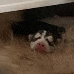 Alaskan Malamute puppies from Illusion Kennel