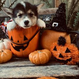American Corgi and Pembroke Welsh Corgi Puppies from Cascadian Space Coast Corgis LLC