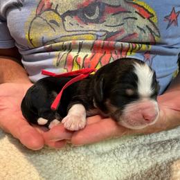 Zeus - Tri-color male Bernedoodle puppy in Ferguson, North Carolina from Elevated Standards NC