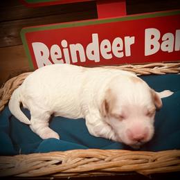 Vixen - Blenheim female Cavapoo puppy in Bradenton, Florida from Christianna’s Mini Goldendoodles