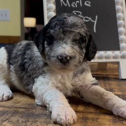 Drk Green - Milo - Merle male Goldendoodle puppy in Jasper, Georgia from Owen Doodles